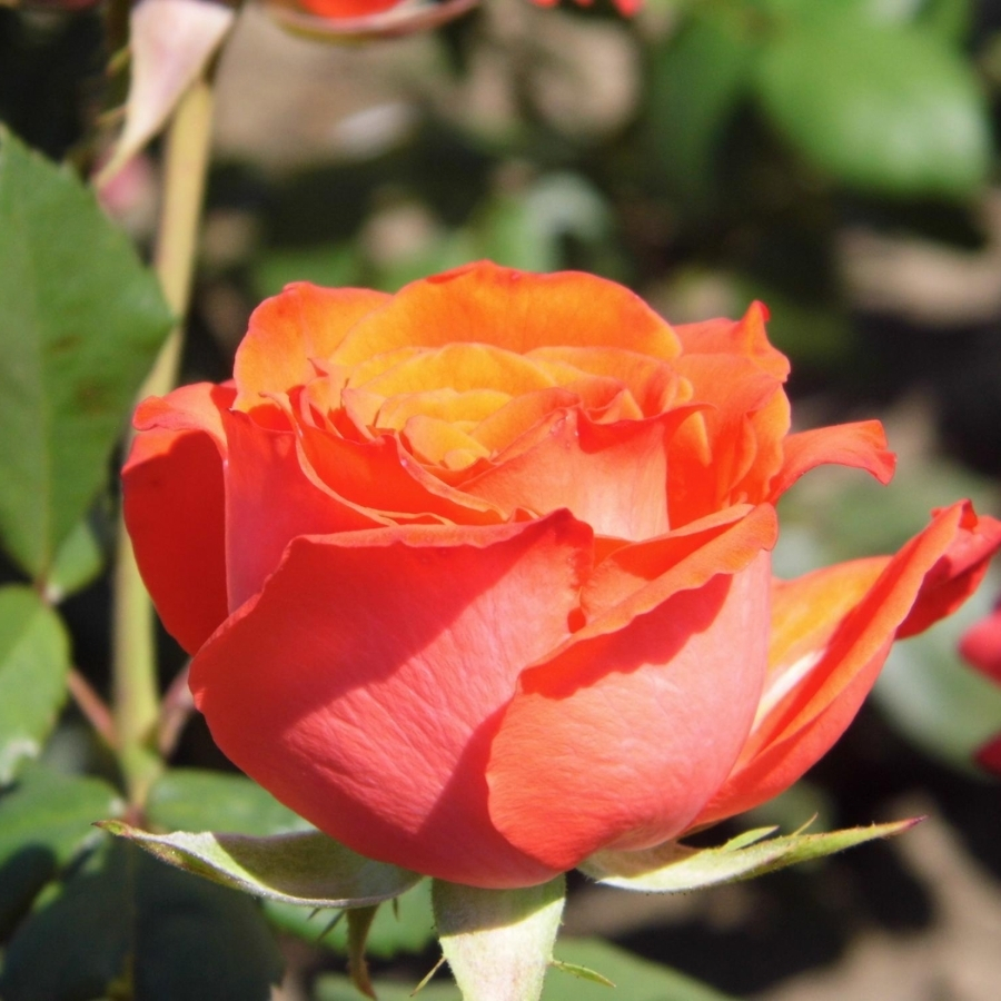 Роза Джелика - Dolina-Sad.Ru