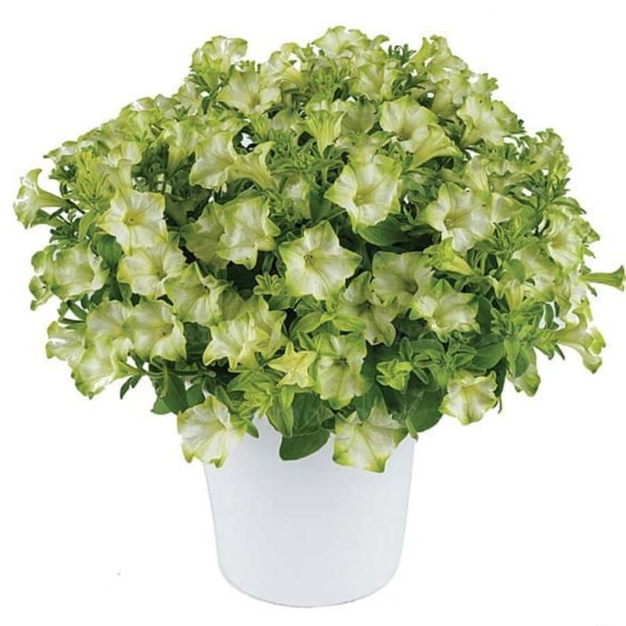 Петуния Рэй Пастачо Крем - Dolina-Sad.Ru