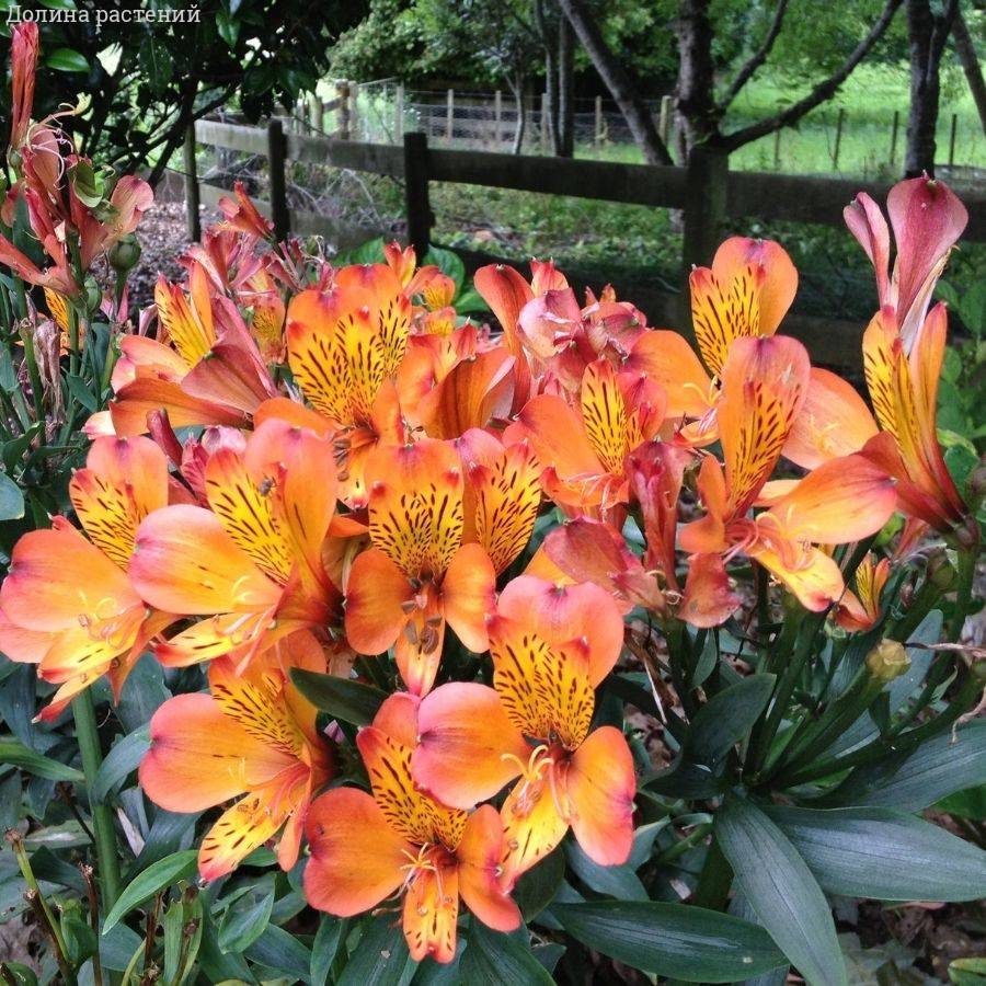 Альстромерия Каллисто - Dolina-Sad.Ru