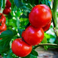 Томат Банзай автор. Томат Банзай автор. - Dolina-Sad.Ru