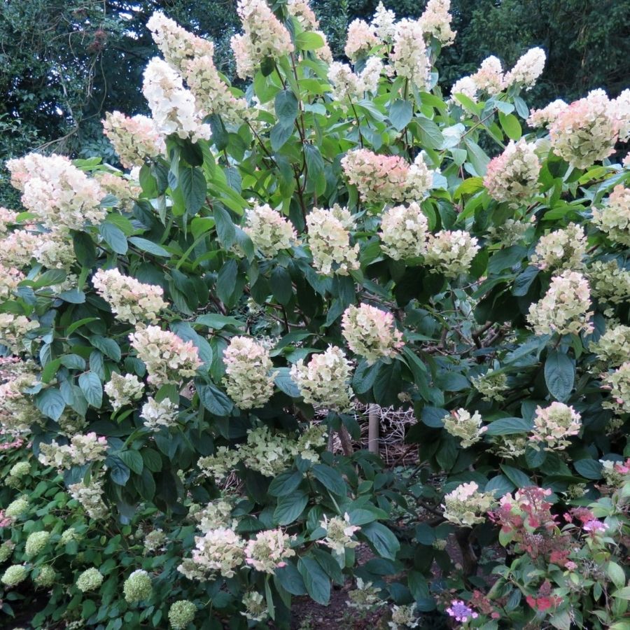 Гортензия метельчатая Мартинвас Гортензия метельчатая Мартинвас - Dolina-Sad.Ru