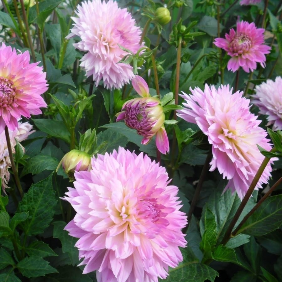 Георгина Сакура Фубуки Георгина Сакура Фубуки - Dolina-Sad.Ru