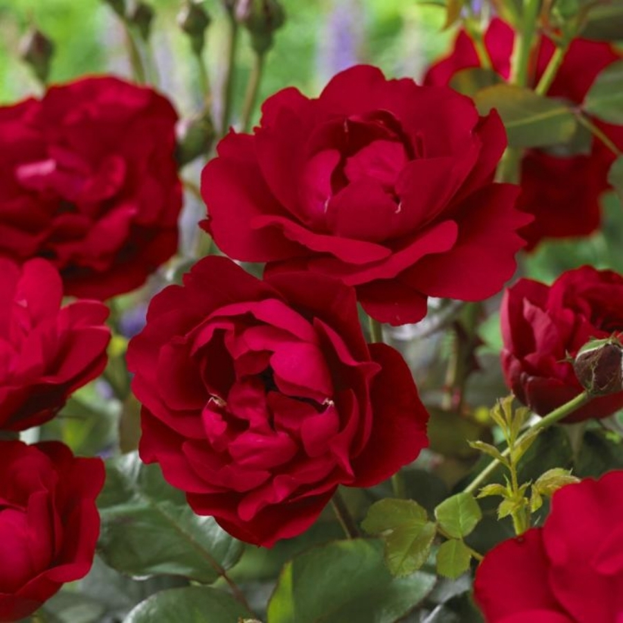 Роза штамбовая Нина Вейбул - Dolina-Sad.Ru