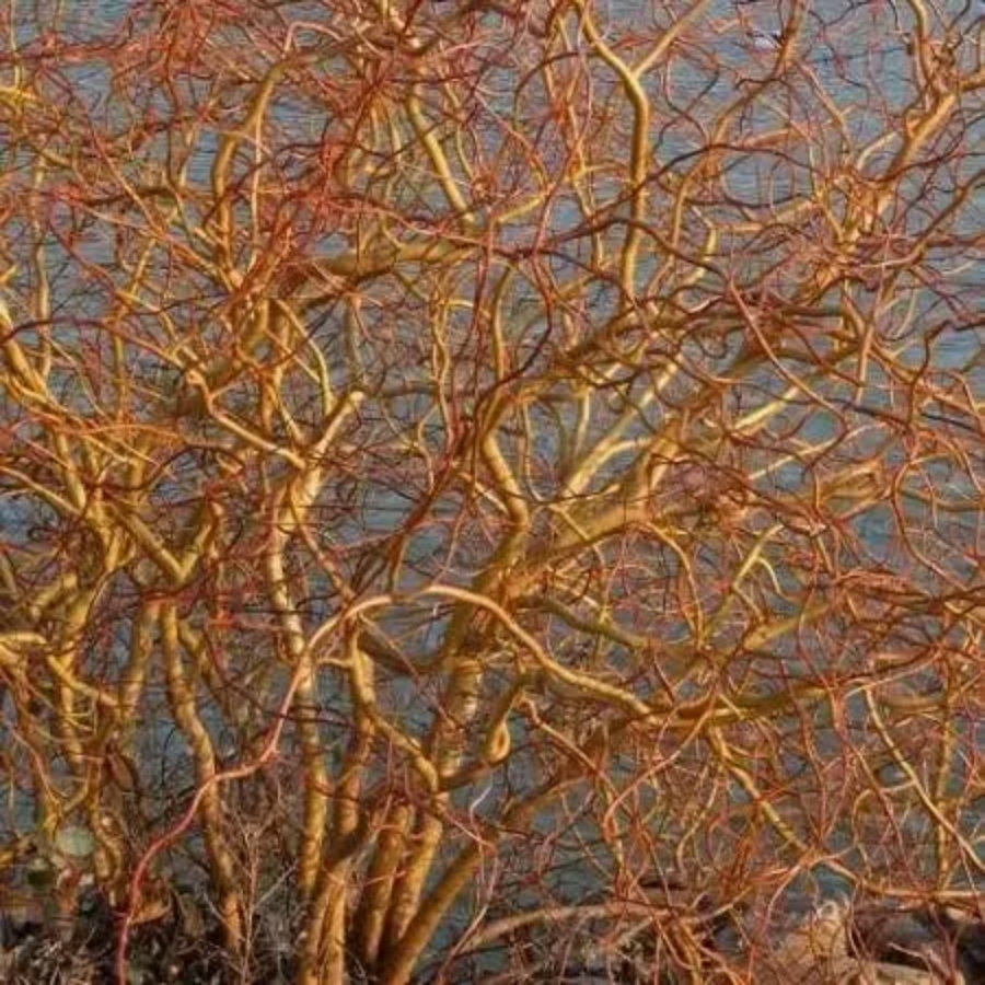 Ива Эритрофлексуоза, С3 Ива Эритрофлексуоза, С3 - Dolina-Sad.Ru