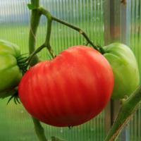 Томат Пухлые щечки автор. Томат Пухлые щечки автор. - Dolina-Sad.Ru