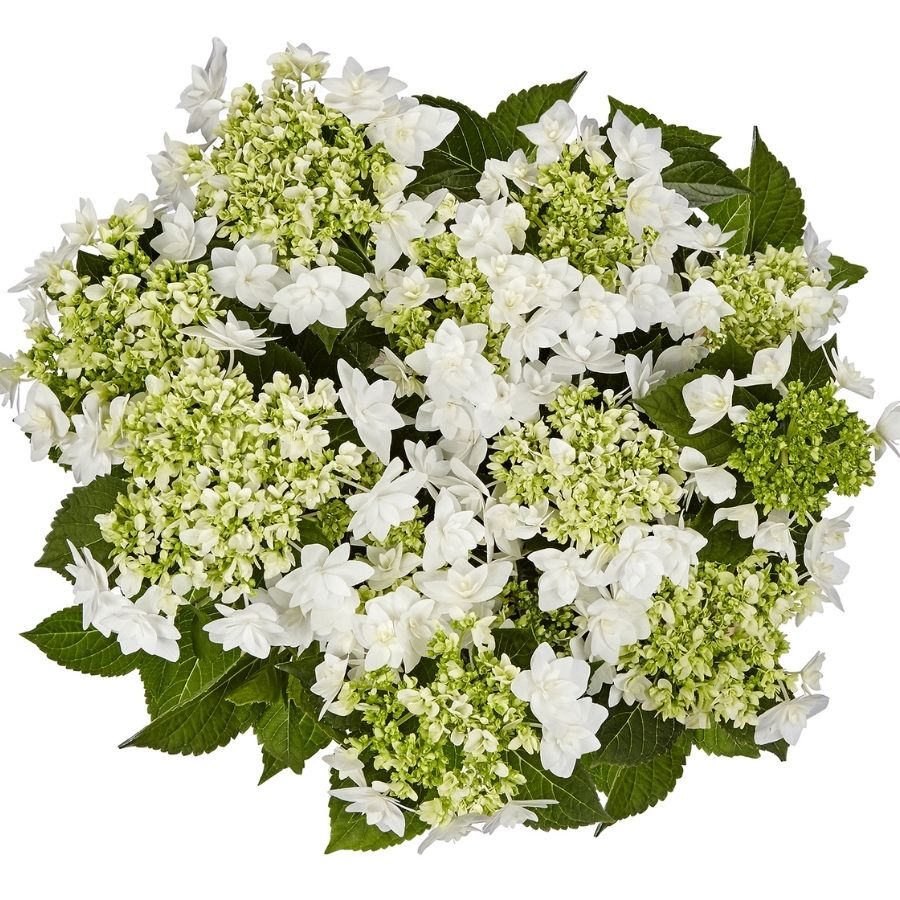 Гортензия крупнолистная Финия, С2 - Dolina-Sad.Ru