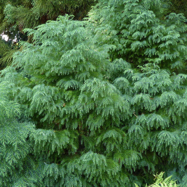 Криптомерия японская Элеганс Виридис фото