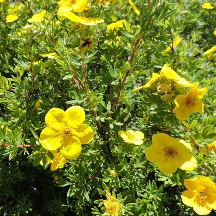 Лапчатка кустарниковая Лонгакр, С3 - Dolina-Sad.Ru