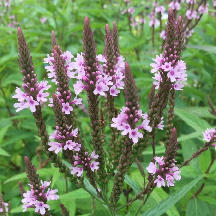 Вербена копьевидная Пинк Спайрс - Dolina-Sad.Ru