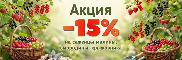 плодовые кусты предзаказ плодовые кусты предзаказ