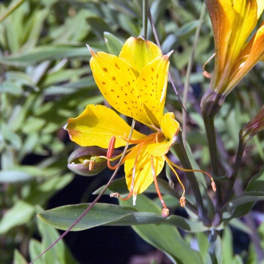 Альстромерия Глори оф зе Андес - Dolina-Sad.Ru