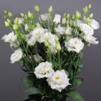 Эустома Алисса белая F1, гранул. пробирка Эустома Алисса белая F1, гранул. пробирка - Dolina-Sad.Ru