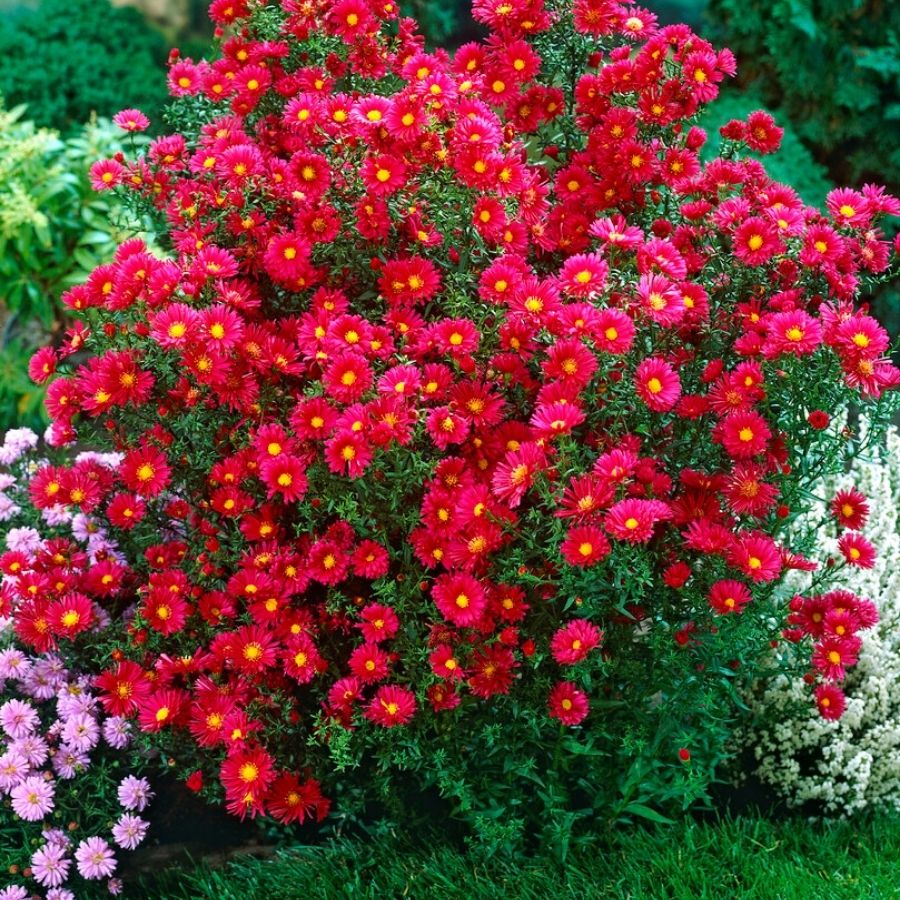 Астра новоанглийская Кримсон Брокад Астра новоанглийская Кримсон Брокад - Dolina-Sad.Ru