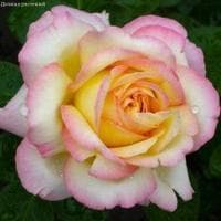 Роза Глория Деи фото