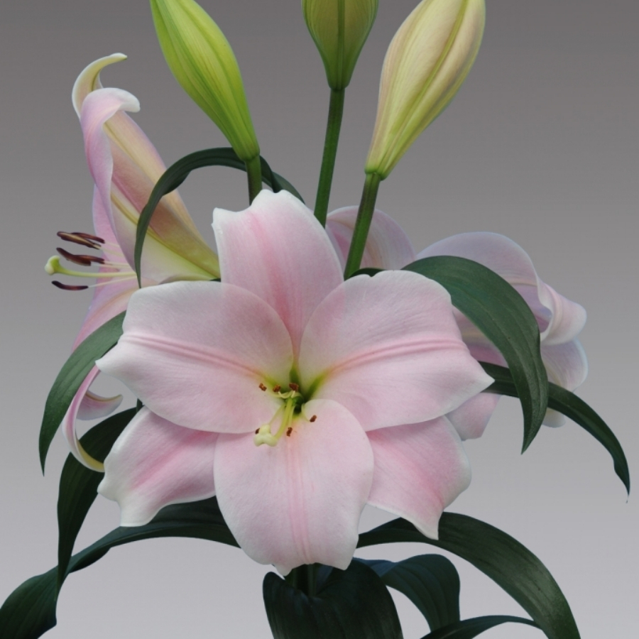 Лилия Кали - Dolina-Sad.Ru