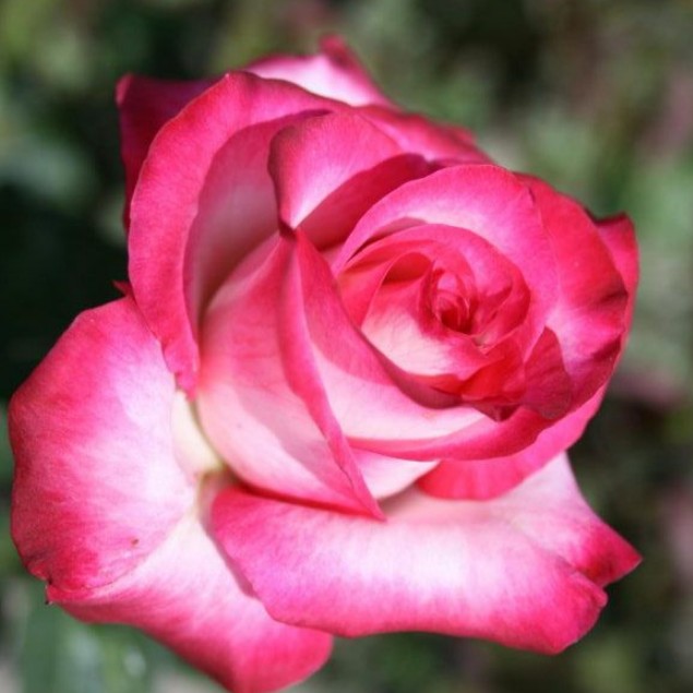 Роза Хайлендер в горшке - Dolina-Sad.Ru