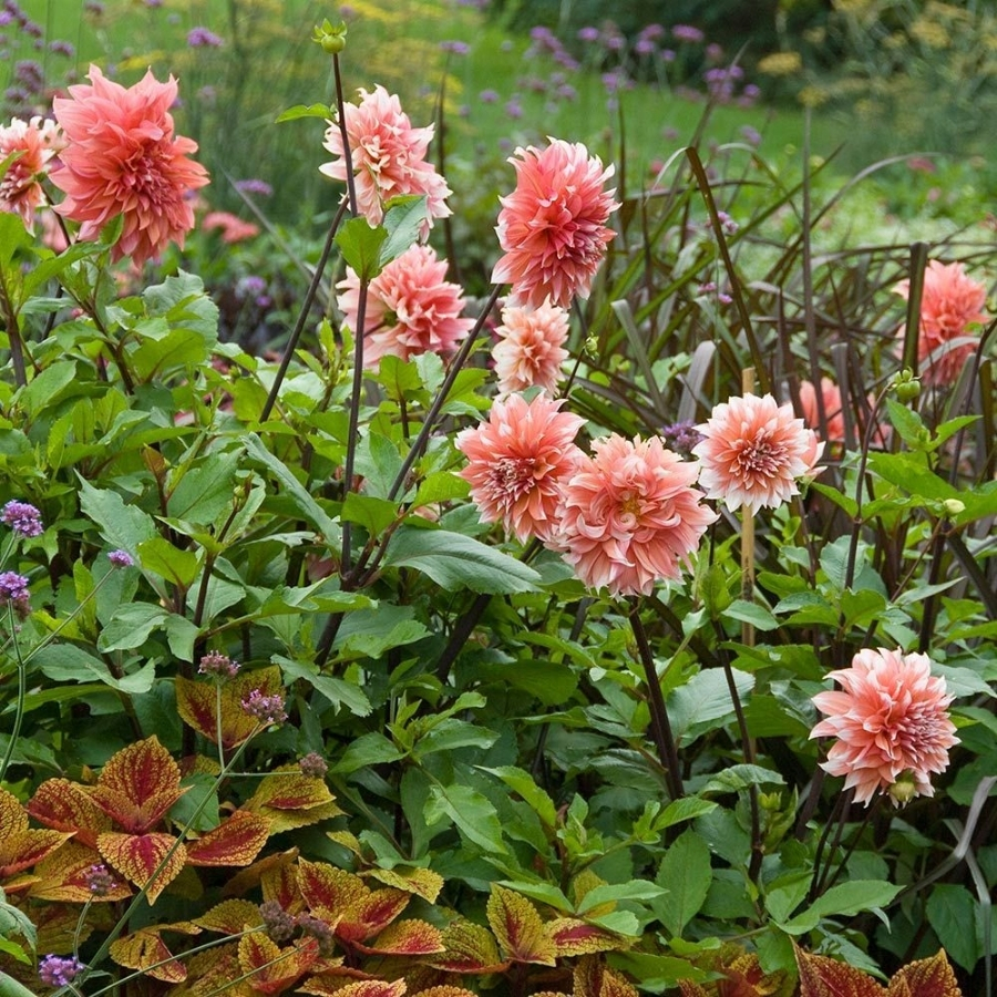 Георгина Голландский фестиваль - Dolina-Sad.Ru