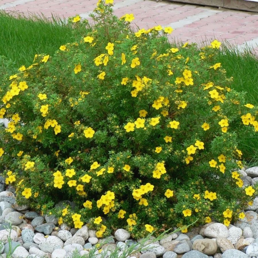 Лапчатка Аннет, С3 Лапчатка Аннет, С3 - Dolina-Sad.Ru