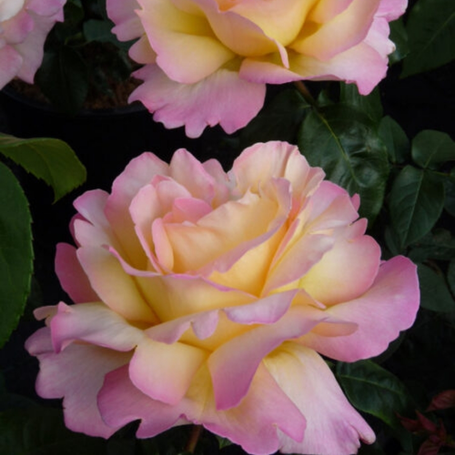 Роза штамбовая Глория Дей Роза штамбовая Глория Дей - Dolina-Sad.Ru