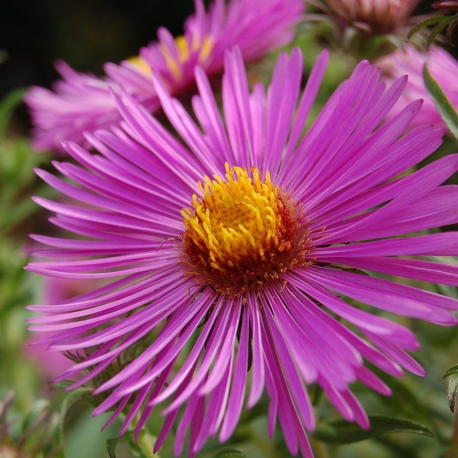 Астра новоанглийская Барс Пинк Астра новоанглийская Барс Пинк - Dolina-Sad.Ru