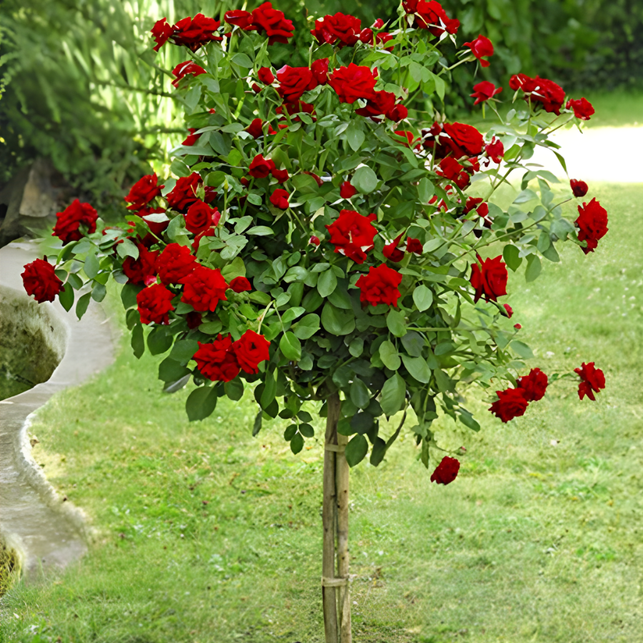 Роза штамбовая Николо Паганини Роза штамбовая Николо Паганини - Dolina-Sad.Ru