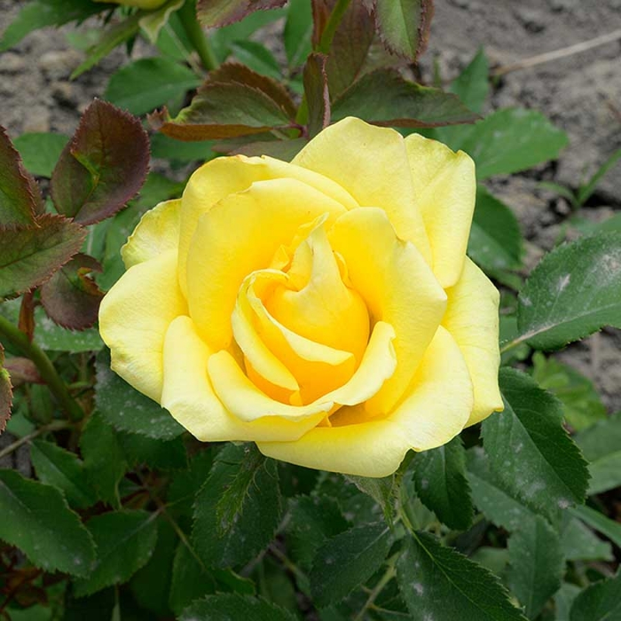 Роза Соуза - Dolina-Sad.Ru