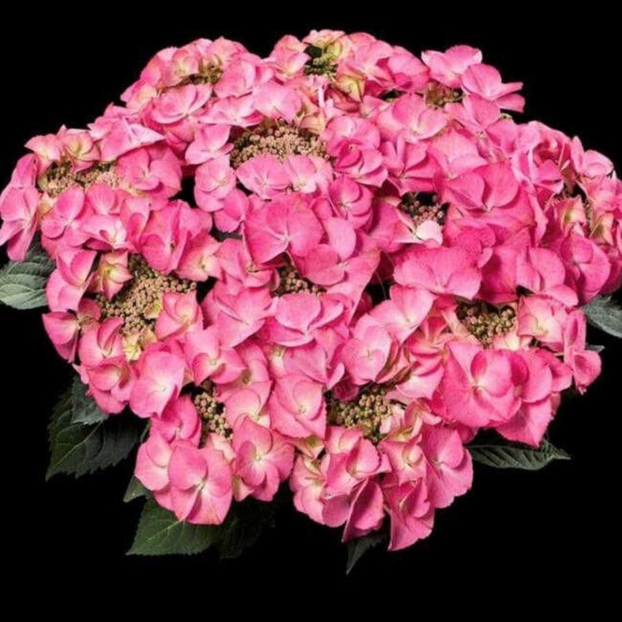 Гортензия крупнолистная Тифани Пинк, С2 Гортензия крупнолистная Тифани Пинк, С2 - Dolina-Sad.Ru