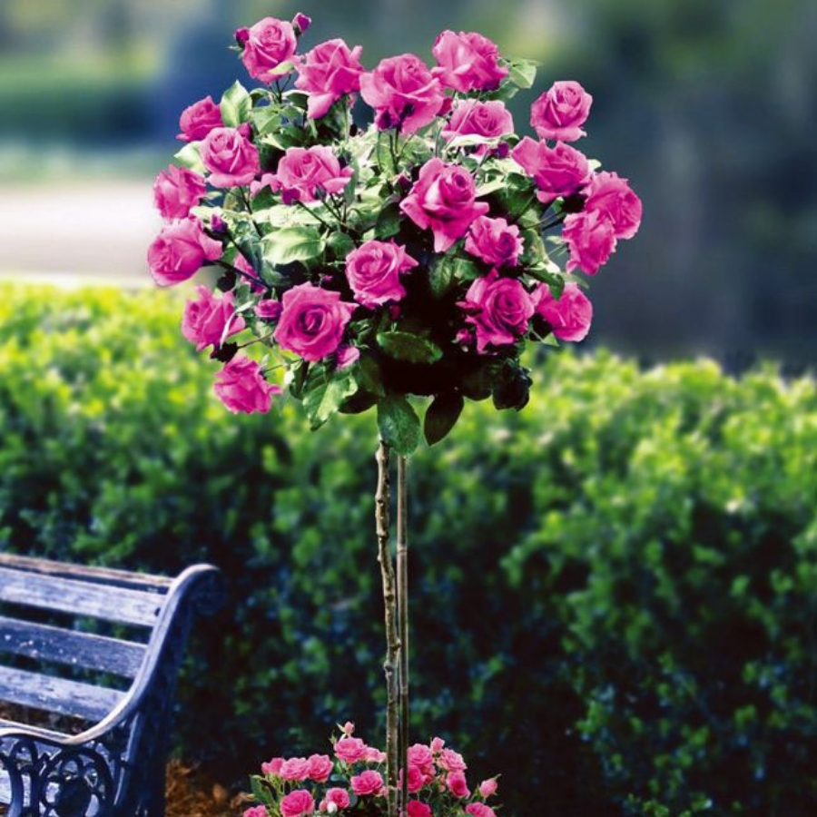 Роза штамбовая Биг Пурпул Роза штамбовая Биг Пурпул - Dolina-Sad.Ru