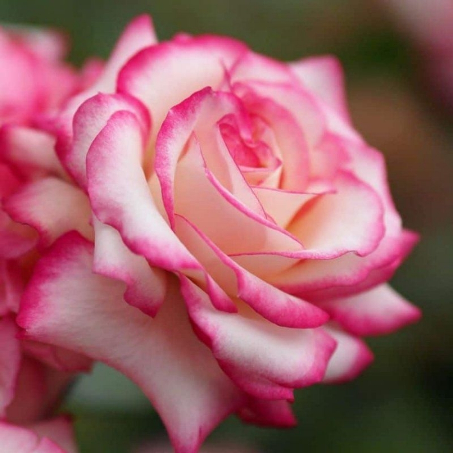 Роза штамбовая Ламинуэтт Роза штамбовая Ламинуэтт - Dolina-Sad.Ru