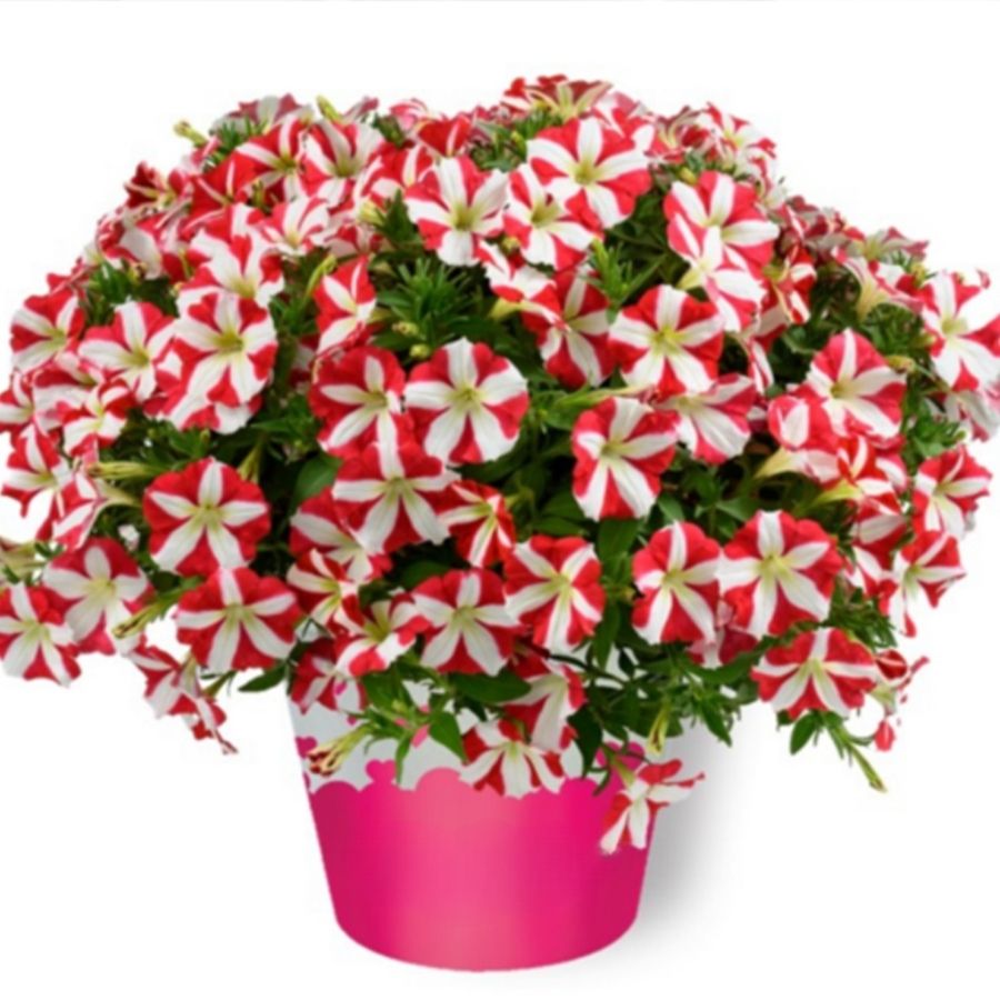 Петуния Аморе Кинг оф Хартс - Dolina-Sad.Ru