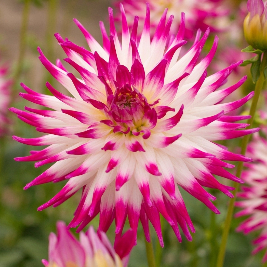 Георгина Датч Эксплоужн Георгина Датч Эксплоужн - Dolina-Sad.Ru