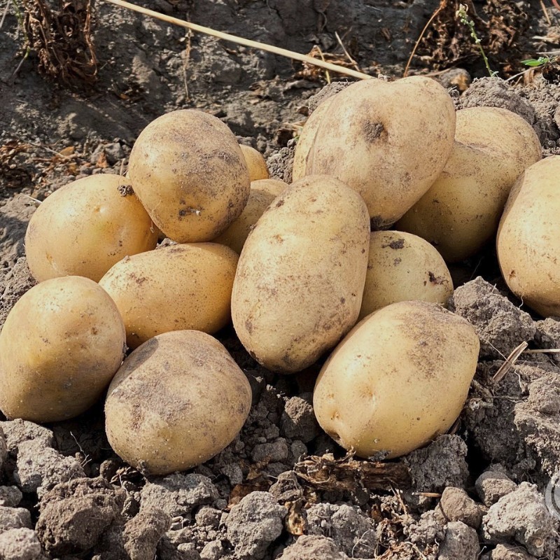 Картофель Примабелль/Очень ранний Картофель Примабелль/Очень ранний - Dolina-Sad.Ru