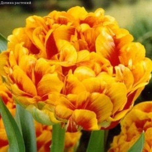 Тюльпан Санловер фото