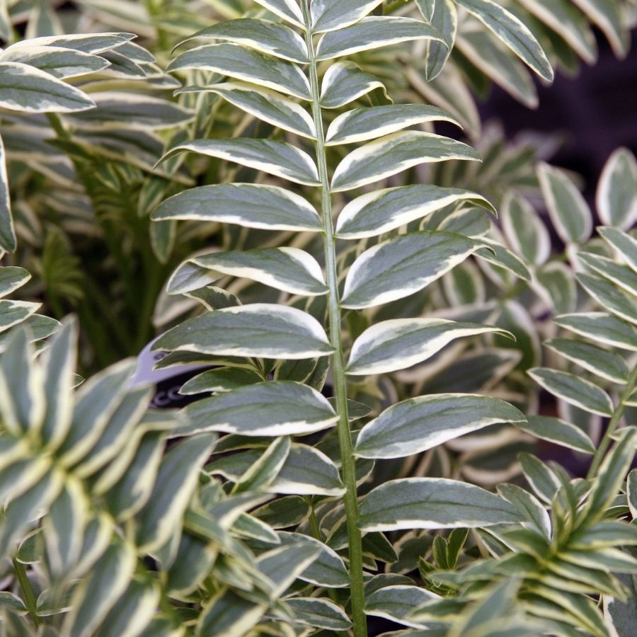 Синюха голубая Бриз Данжоу - Dolina-Sad.Ru