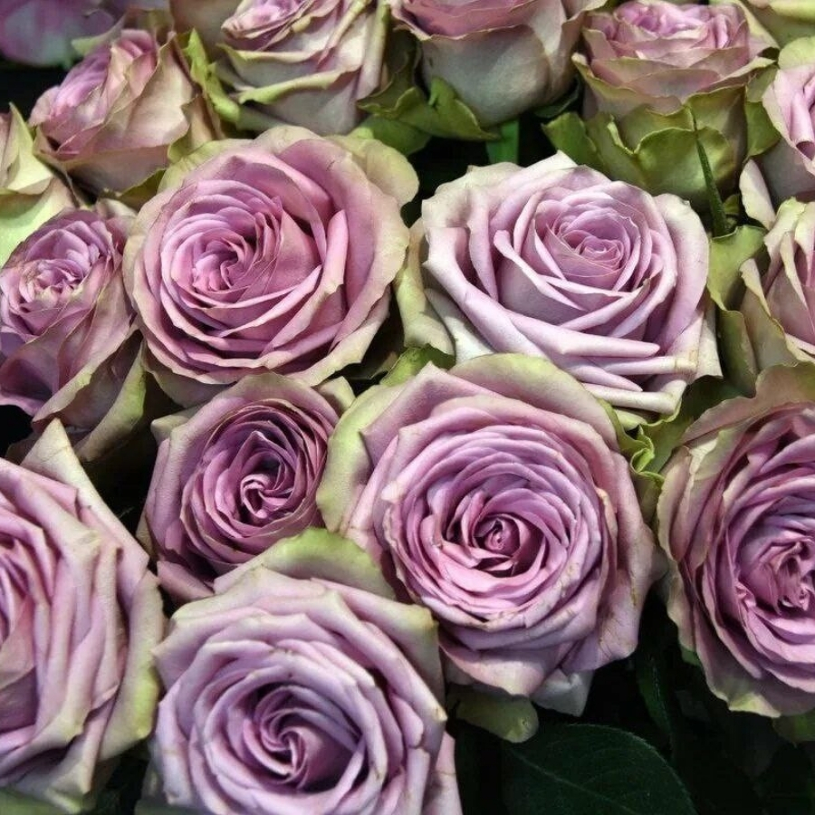 Роза Тиара - Dolina-Sad.Ru