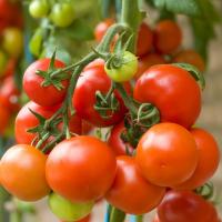 Томат Помисолька, черри автор. Томат Помисолька, черри автор. - Dolina-Sad.Ru