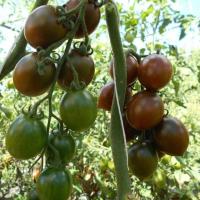 Томат Монисто изумрудное автор. Томат Монисто изумрудное автор. - Dolina-Sad.Ru