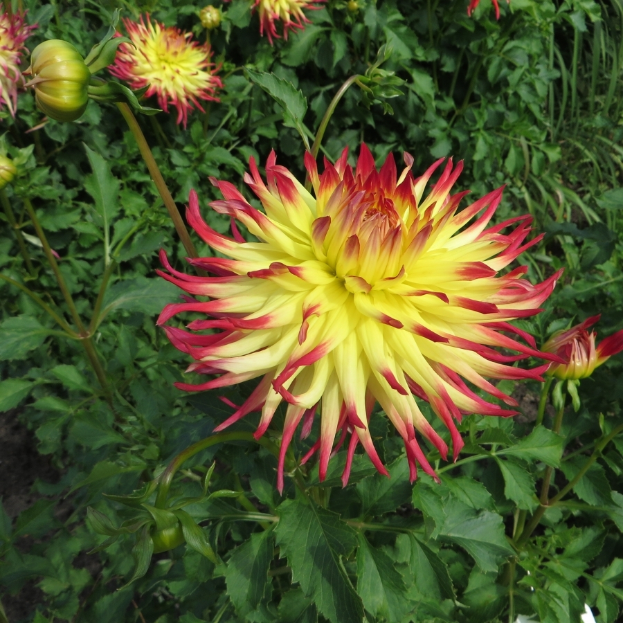 Георгина Джессика - Dolina-Sad.Ru