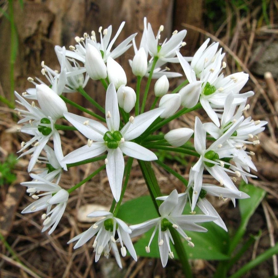 Аллиум медвежий - Dolina-Sad.Ru