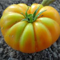 Томат Веселая соседка автор. Томат Веселая соседка автор. - Dolina-Sad.Ru