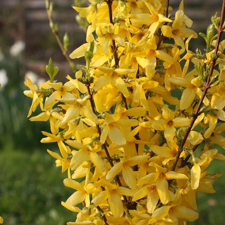 Форзиция Миниголд, С3 Форзиция Миниголд, С3 - Dolina-Sad.Ru