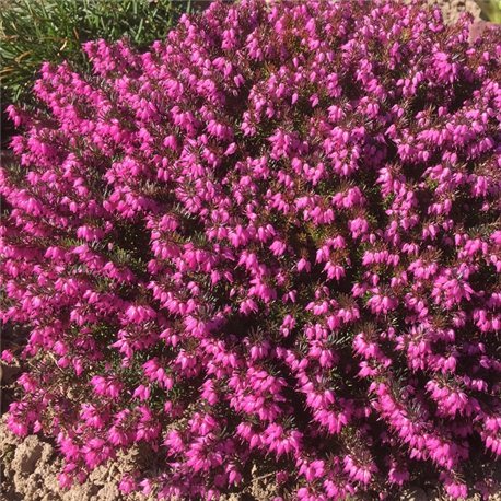 Эрика дарленская Крамерс Роте фото