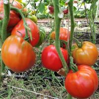 Томат Красный бык автор. Томат Красный бык автор. - Dolina-Sad.Ru