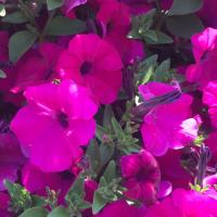 Петуния Аморе мио темно-розовая F1, гранул. пробирка Петуния Аморе мио темно-розовая F1, гранул. пробирка - Dolina-Sad.Ru