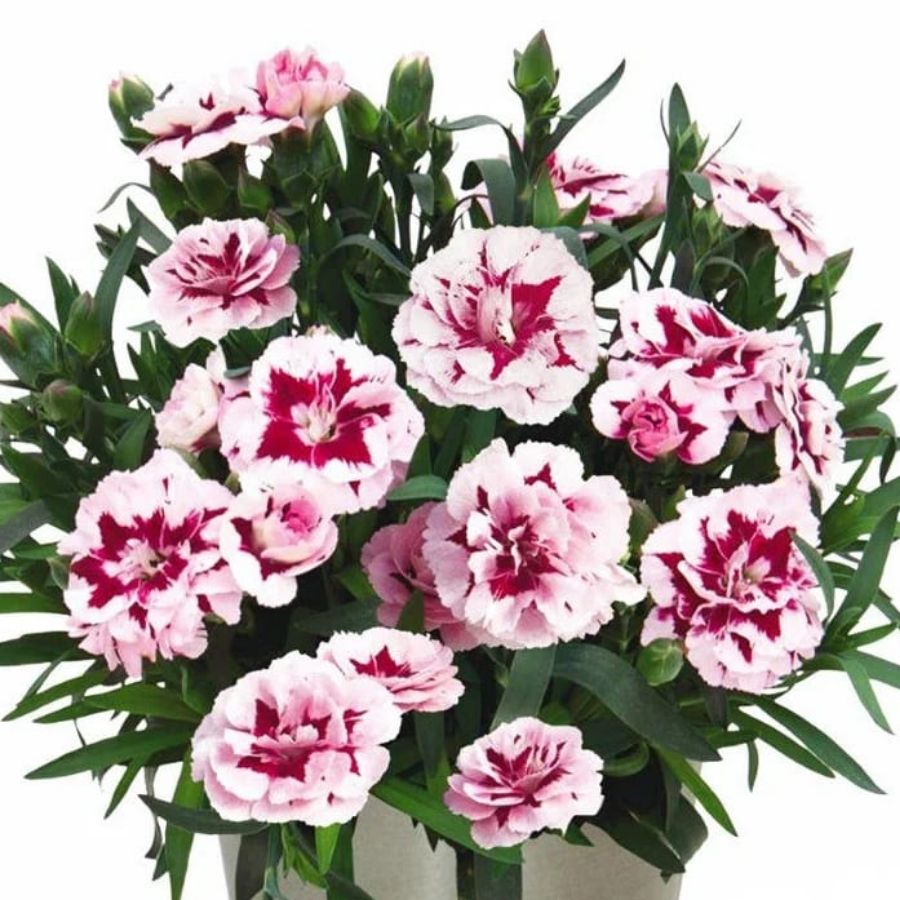 Гвоздика Свит Плеже Пурпл Пикоти - Dolina-Sad.Ru