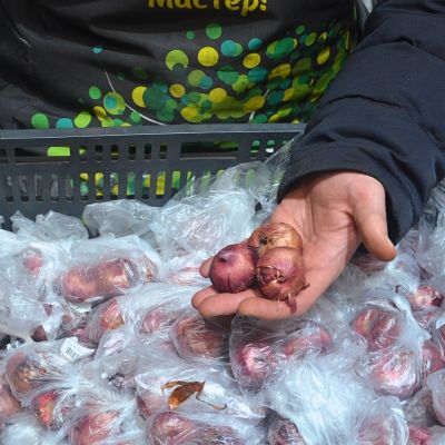 Гладиолус Бонфаер Гладиолус Бонфаер фото