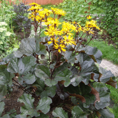 Бузульник зубчатый Бузульник зубчатый фото