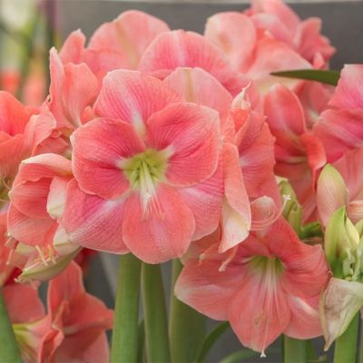 Амариллис Розали - Dolina-Sad.Ru