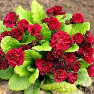 Примула Розанна Красная F1 Махровые Примула Розанна Красная F1 Махровые фото