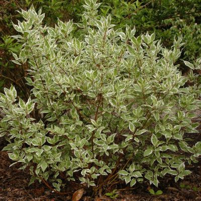 Дерен белый Крим Крекер Дерен белый Крим Крекер фото